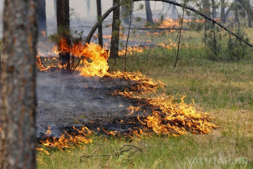 În 2016, incendiile de pădure din Moldova au înregistrat un prejudiciu de 191 mii lei